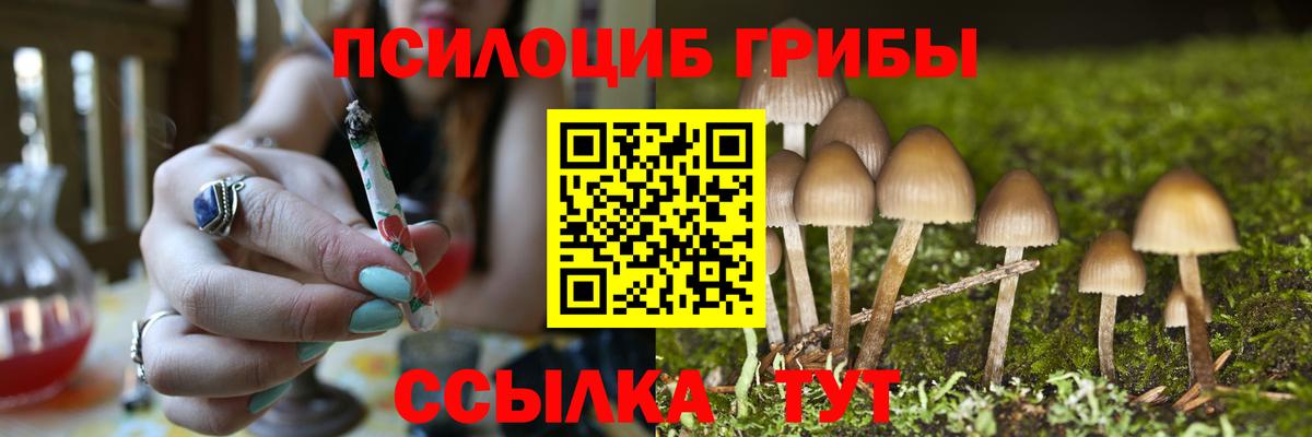 Псилоцибиновые грибы Psilocybe Тутаев